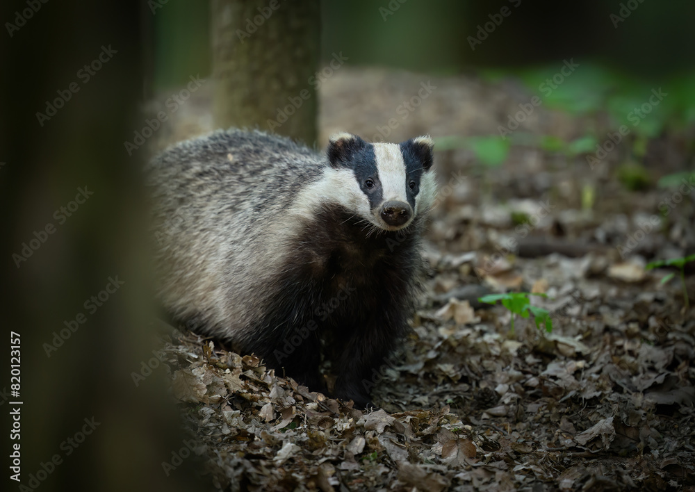 Obraz premium Badger close up ( Meles meles )