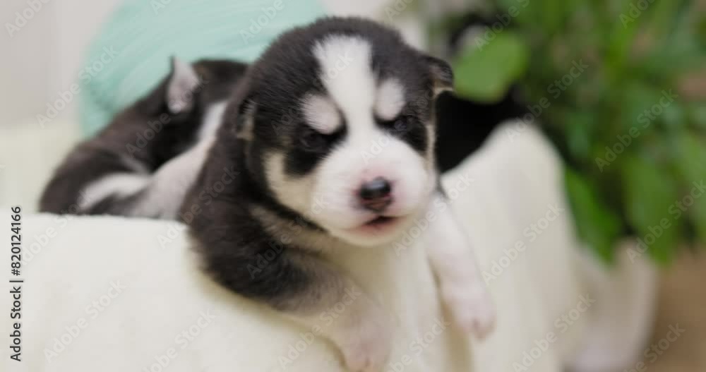 Adorable Husky Puppy With Child in Background Adorable Husky Puppy With Child in Background