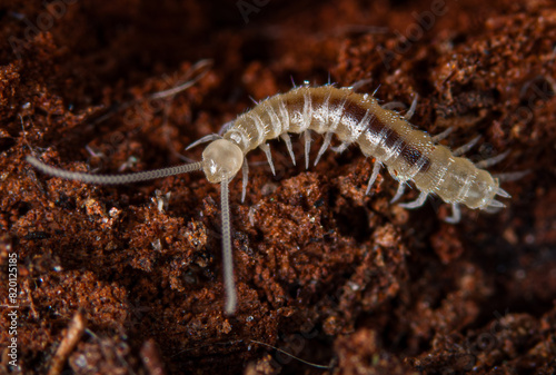 macro of a  Symphyla (Myriapoda)