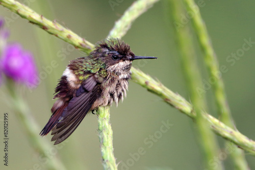 Festive Coquette (Lophornis chalybeus) perched on the branch. Small hummingbird endemic to Brazil photo