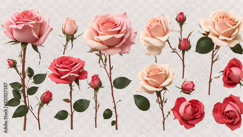 There are several pink and cream colored roses on a white background. photo