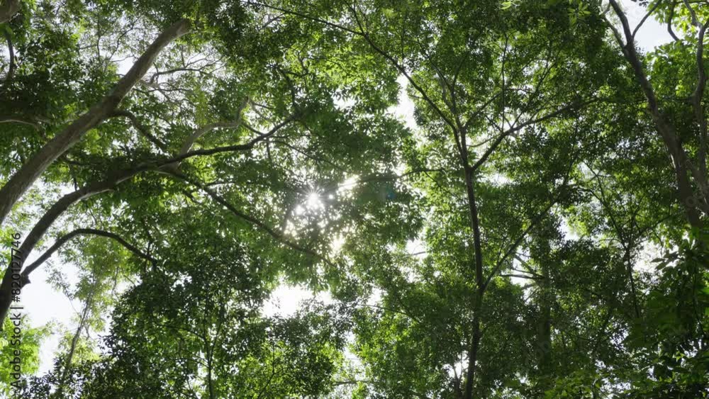 Looking up forest perspective sky. Tree tall with top sky sunshine. Low angle trees sun beams sky.
Looking up forest perspective sky. Tree tall with top sky sunshine. Low angle trees sun beams sky.