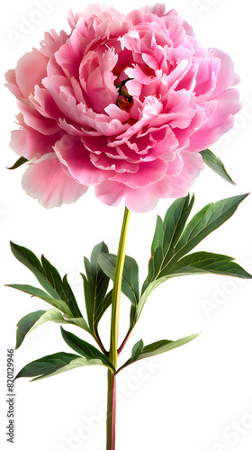 Pink peony isolated on transparent background