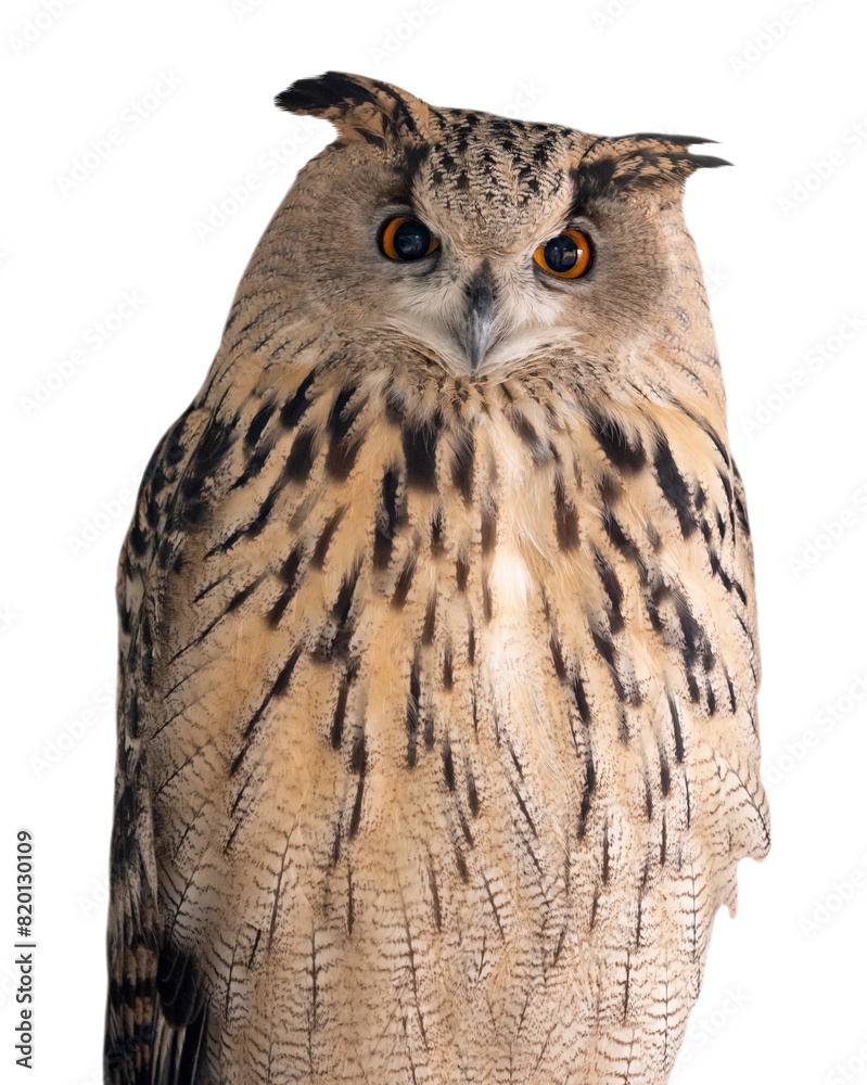 Naklejka premium big isolated on white brown eagle-owl