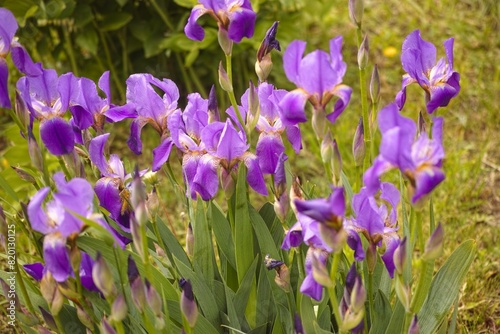 Purple Irises flowering in the garden