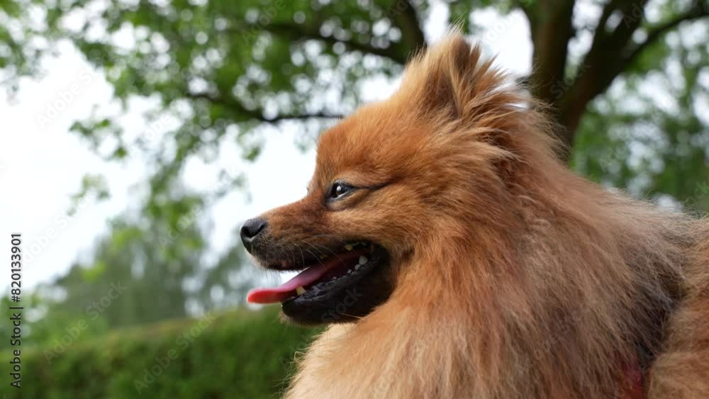 A dog with a pink tongue is sitting in front of a tree. The dog is looking at the camera and he is happy A dog with a pink tongue is sitting in front of a tree. The dog is looking at the camera and he is happy