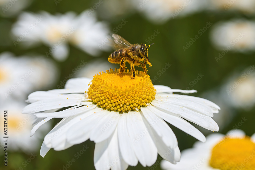 Honeybee Collecting Pollen on Daisy Honeybee Collecting Pollen on Daisy