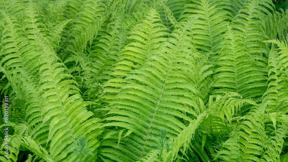 A lush green field of ferns with a few flowers in the foreground A lush green field of ferns with a few flowers in the foreground