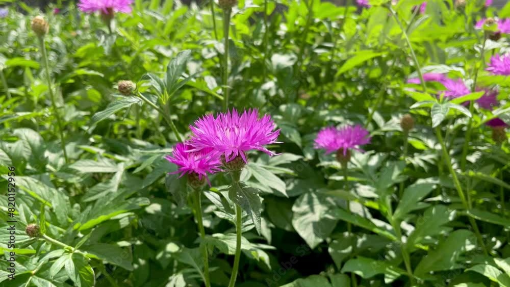 Violet cornflower flowers grow on the flower bed Violet cornflower flowers grow on the flower bed