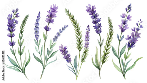 Set of flower clipart  Watercolor sprigs of lavender on a transparent background.  Ideal for cards  invitations and decor. Beautiful jewelry and fire items will become your special creations.