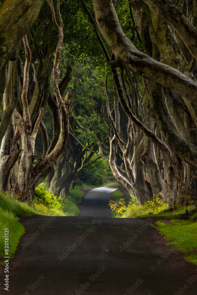 Dark Hedges Dark Hedges