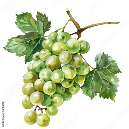 Watercolor clipart vector of green grape on branch with leaves, isolated on a white background, green grape vector, Illustration painting, Graphic logo, drawing design art
