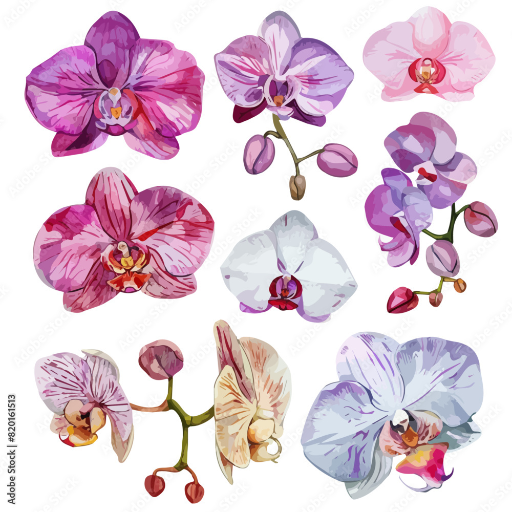 Watercolor painting vector of a orchid flower set collection , isolated ...