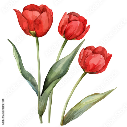Watercolor of a red tulip flower, isolated on a white background, red tulip vector, red tulip clipart, red tulip art, red tulip painting, red tulip Graphic, drawing clipart.