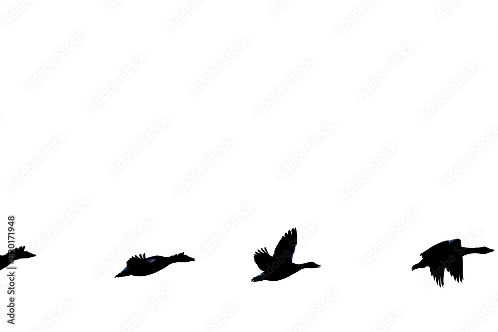 Fototapeta premium Row of flying birds silhouettes in bottom half with copy space