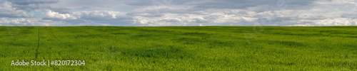large spring agricultural field with young bright green shoots to the horizon under a blue cloudy sky. widescreen panoramic photo of a farm landscape with good weather in 25x5 format. side view