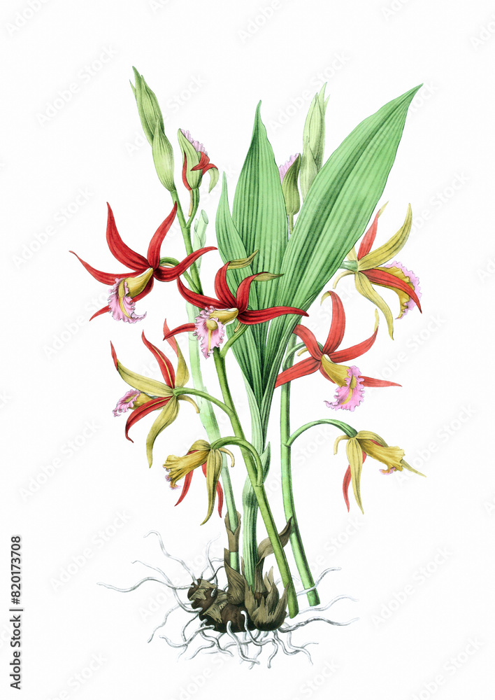Obraz premium Blooming Orchid on a White Background