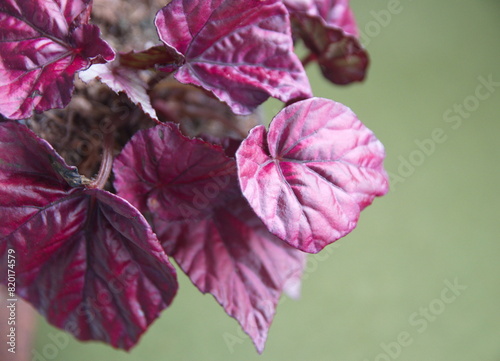 Red Begonia rex, begonia with vibrant ornamental leaves, Christmas plant, on green background photo