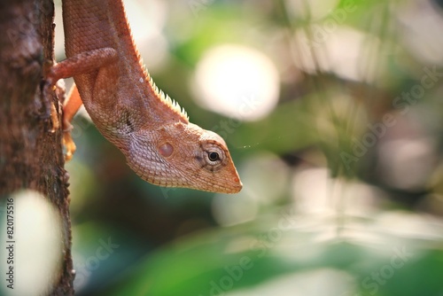 lizard on a tree