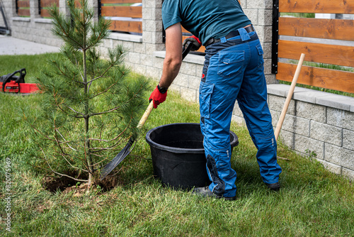 The gardener planting a small pine tree in the yard of the house. Covering the root ball with substrate.