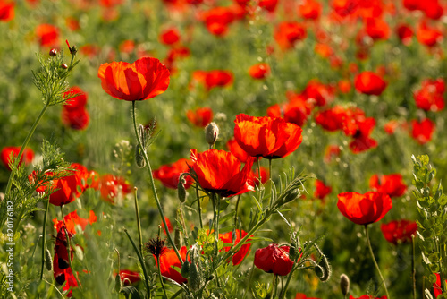Poppies in the field