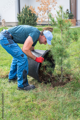 The gardener planting a small pine tree in the yard of the house. Covering the root ball with substrate.
