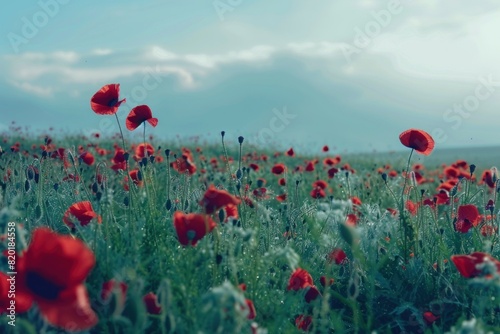 Serene field of red poppy flowers swaying gently under a clear sky  creating a peaceful and scenic natural landscape.