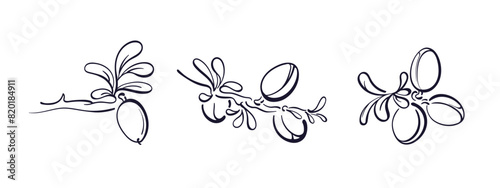 Argan nut. Vector illustration. Label, packaging