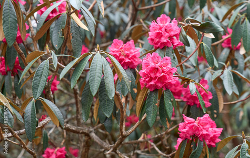 Flowering red rhododendron flowers in a mountain trail, Manaslu Circuit. Red flowers of rhododendron, the national flower of Nepal. Close up view.