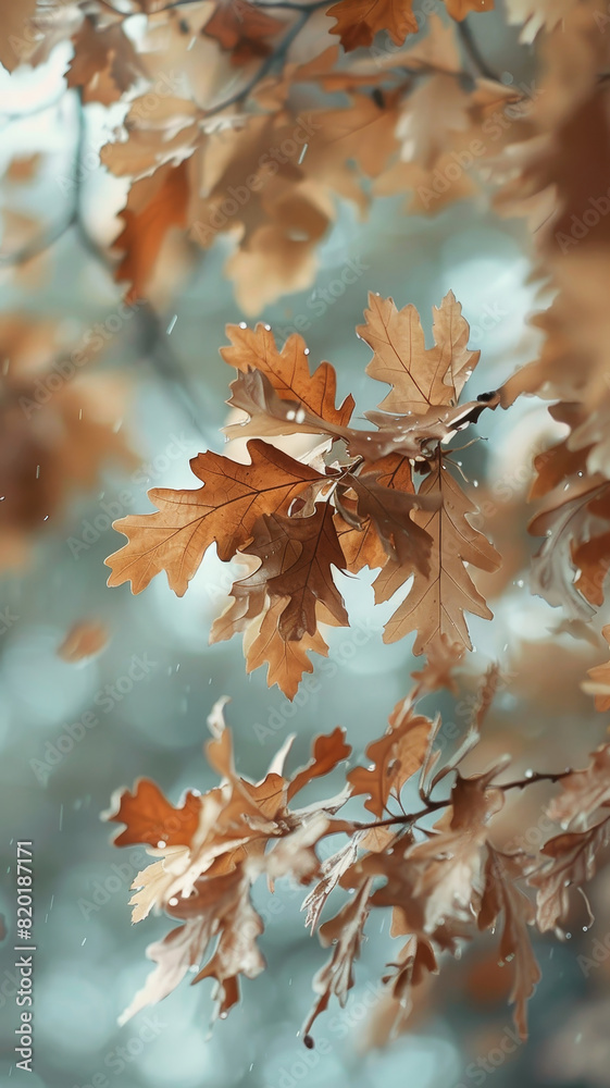 Branch of oak leaves against a blue sky - Oak branch with crisp autumn leaves against a clear blue sky, showcasing natural autumn beauty Branch of oak leaves against a blue sky - Oak branch with crisp autumn leaves against a clear blue sky, showcasing natural autumn beauty