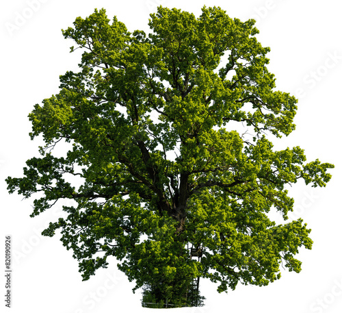 Oak in summer II