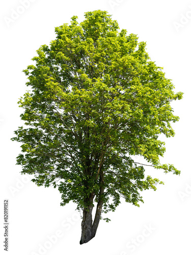 Maple in summer