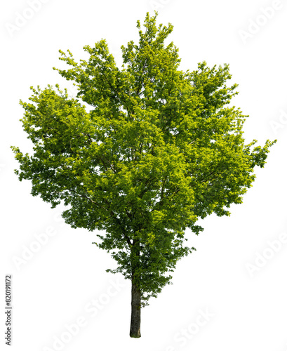 Oak in summer II