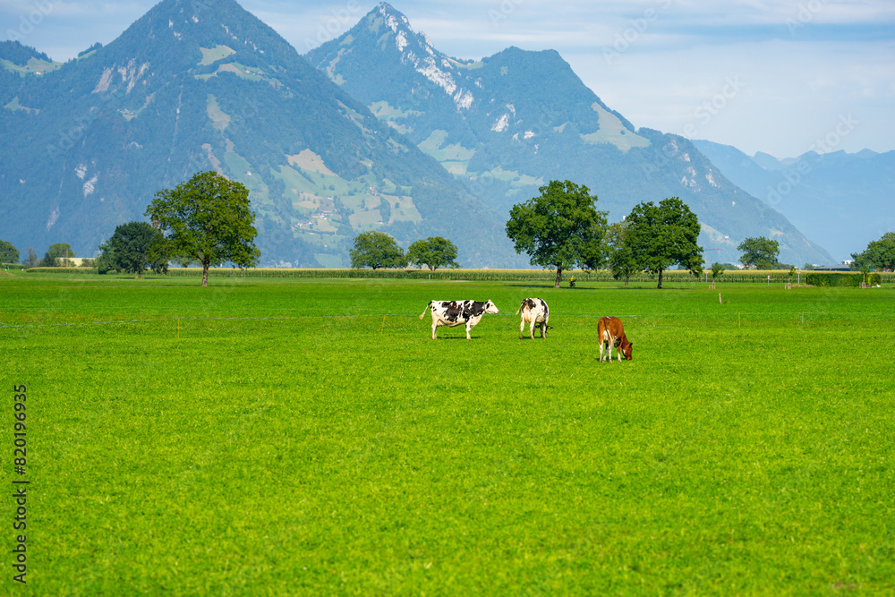Cows pasture in Alps. Cows on alpine meadow in Switzerland. Cow pasture grass. Cow pasture green alpine meadow. Cow grazing on green field. Cows in a mountain field. Cow on mountain pasture in Alps. Cows pasture in Alps. Cows on alpine meadow in Switzerland. Cow pasture grass. Cow pasture green alpine meadow. Cow grazing on green field. Cows in a mountain field. Cow on mountain pasture in Alps.