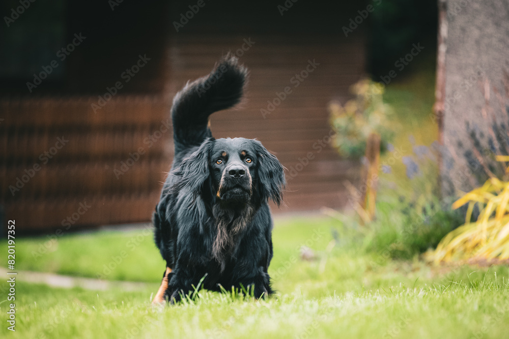 Fototapeta premium Hovawart