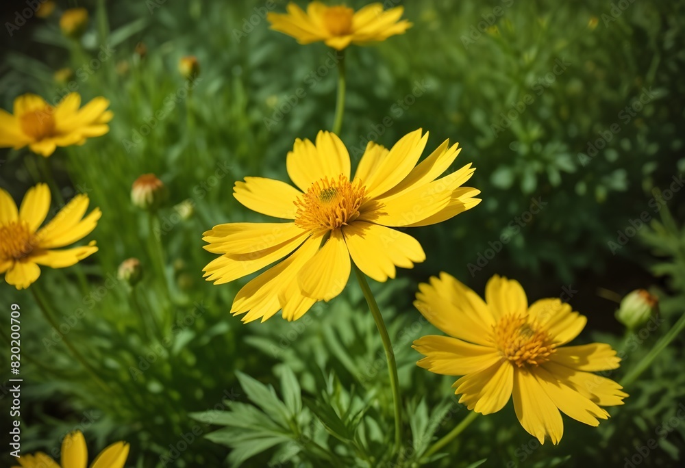 Coreopsis flower closeup Realistic Light understand with summer season flower concept Coreopsis flower closeup Realistic Light understand with summer season flower concept