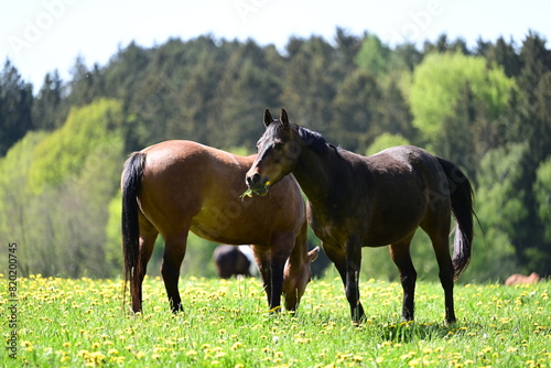 Bunte Pferdeherde auf der Fr  hlingswiese
