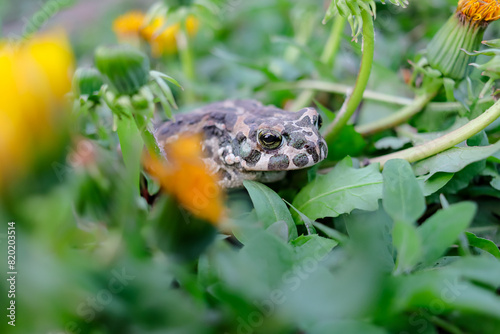 European green toad (Bufo viridis) hiding in dandelion flowers in spring. the most common amphibian species in Europe photo