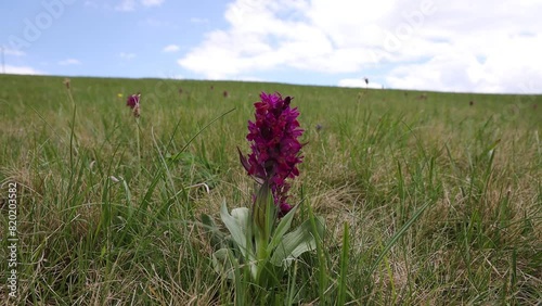 Orchidea di montagna nel prato in Trentino