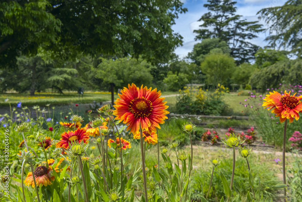 Φωτογραφία Gaillardia pulchella is a North American species of short-lived perennial or ann