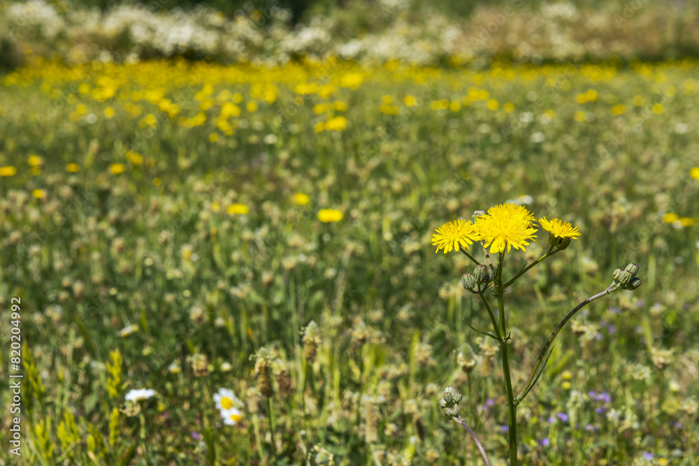 Fototapeta premium Closeup of a yellow flowering plant in the field