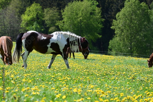 Bunte Pferdeherde auf der Frühlingswiese