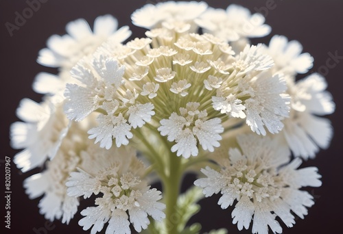 Yarrow flower closeup Realistic Light with summer season flower concept photo