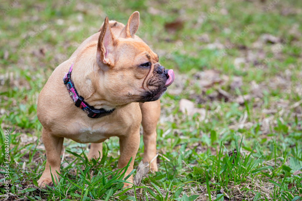 Funny French bulldog playing on a green meadow