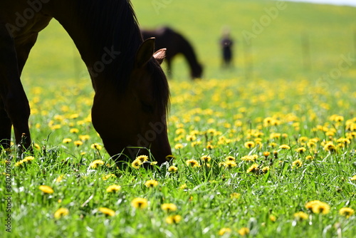 Bunte Pferdeherde auf der Frühlingswiese