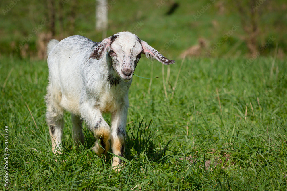Obraz premium A white goat runs through a green meadow. Close-up.