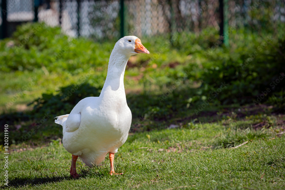 A white goose walks through the village close-up. A white goose walks through the village close-up.