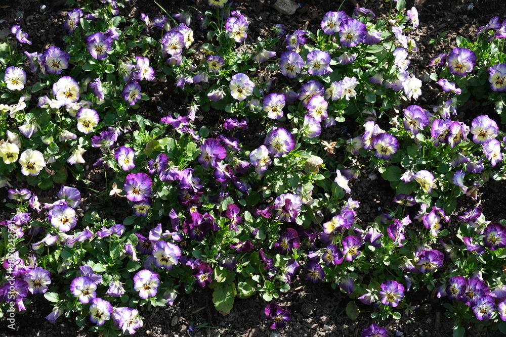 spring flowers background