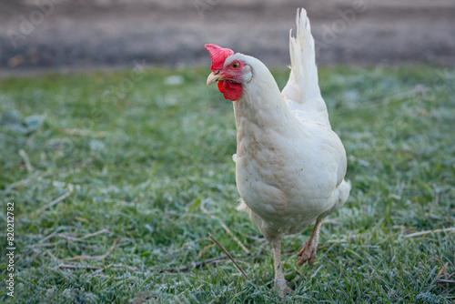 A white chicken runs through a green meadow and looks for food nearby.