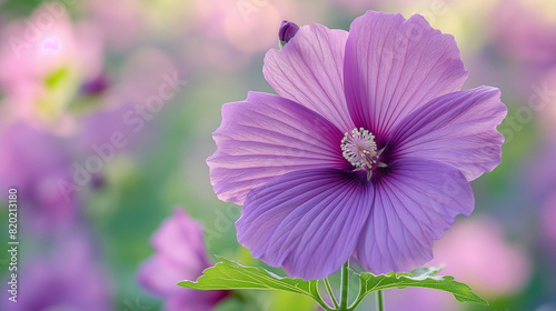 purple mallow flowers in the garden at sunshine 